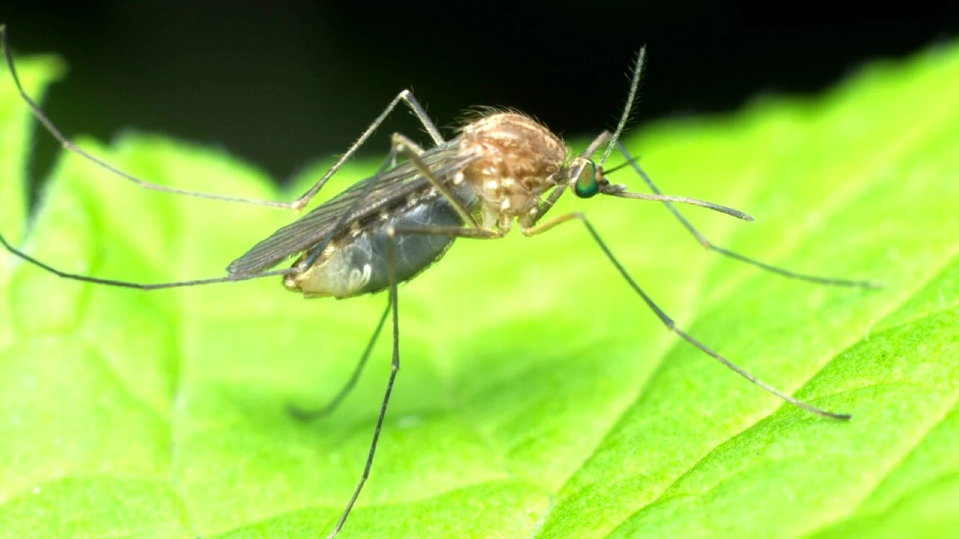 West Nile, monitoraggio in corso in Molise. La nota di Asrem Molise.